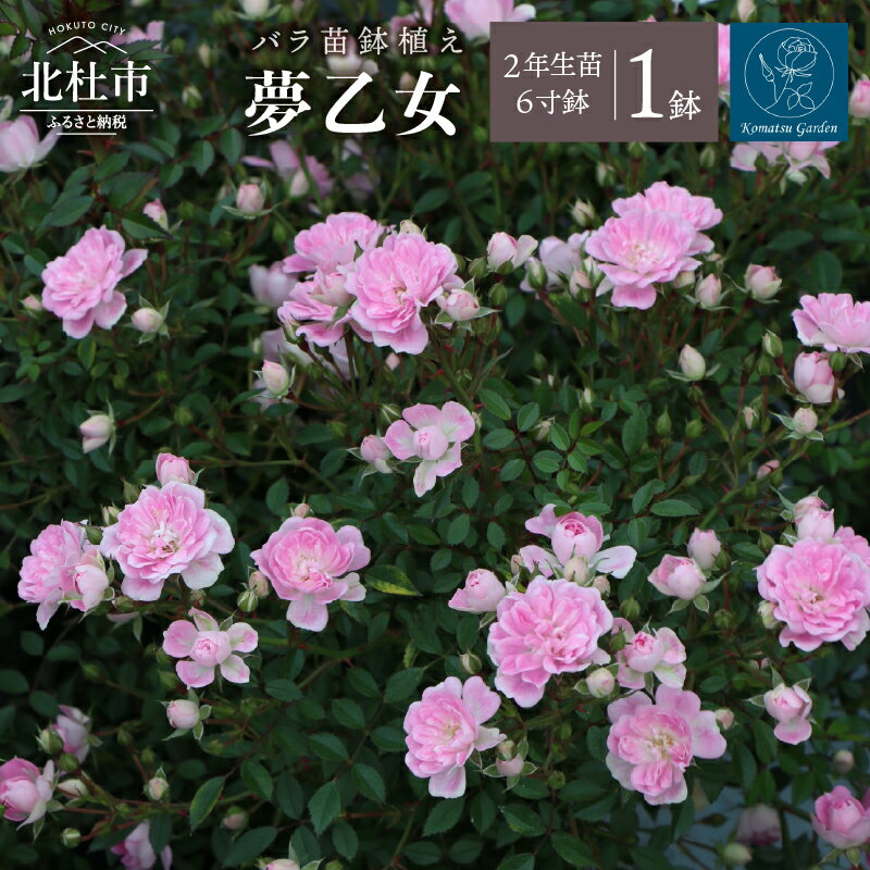 【ふるさと納税】 バラ 苗 1鉢 鉢植え 弱い返り咲き 花 夢乙女 6寸鉢 2年生苗 ガーデニング 初心者 母の日 父の日 送料無料