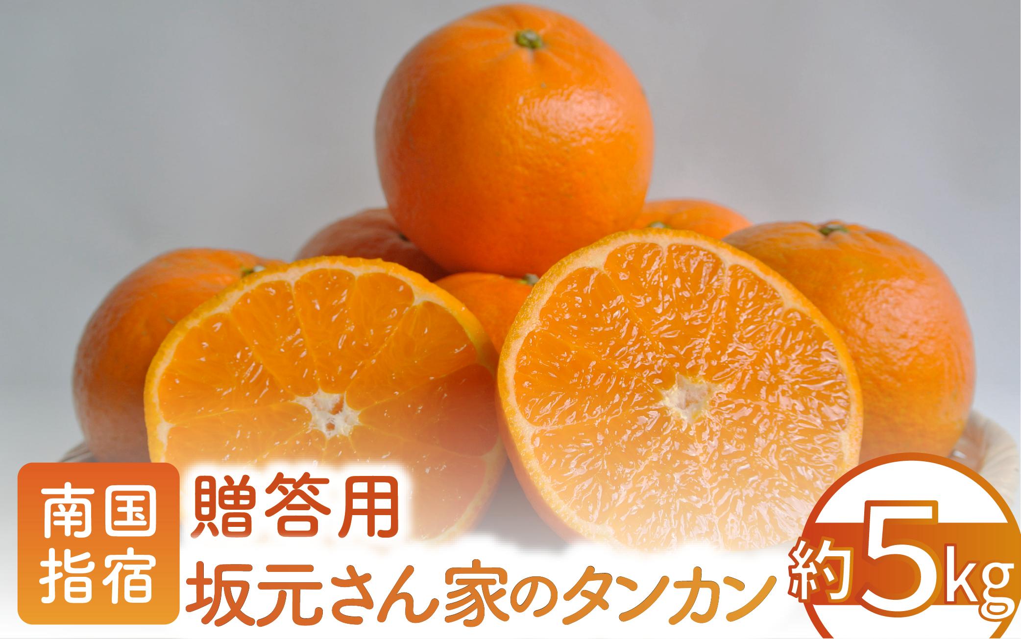 【2026年2月下中旬～発送】みかん農家坂元さんちのタンカン 贈答用 約5kg(坂元果樹園/A-055) タンカン みかん フルーツ 柑橘 柑橘類 旬 果物 いぶすき 指宿 鹿児島 開聞 完熟 果実 春 数量限定 期間限定