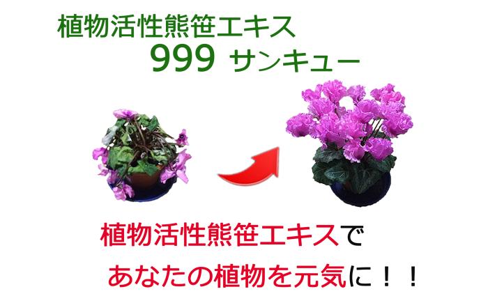 植物活性熊笹エキス 999サンキュー 100ml×7本《足寄町》【株式会社北のささ】植物 観葉植物 鉢花 切り花 種まき 植え付け 害虫 サポート 100ml あしょろ 北海道 [BEAR011]