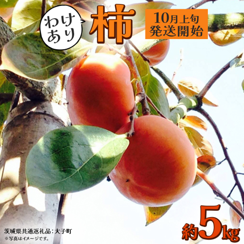 【 訳あり 】 柿 約5kg【2026年10月上旬発送開始】(茨城県共通返礼品：大子町) 柿 かき カキ 果物 フルーツ 旬 季節限定 期間限定