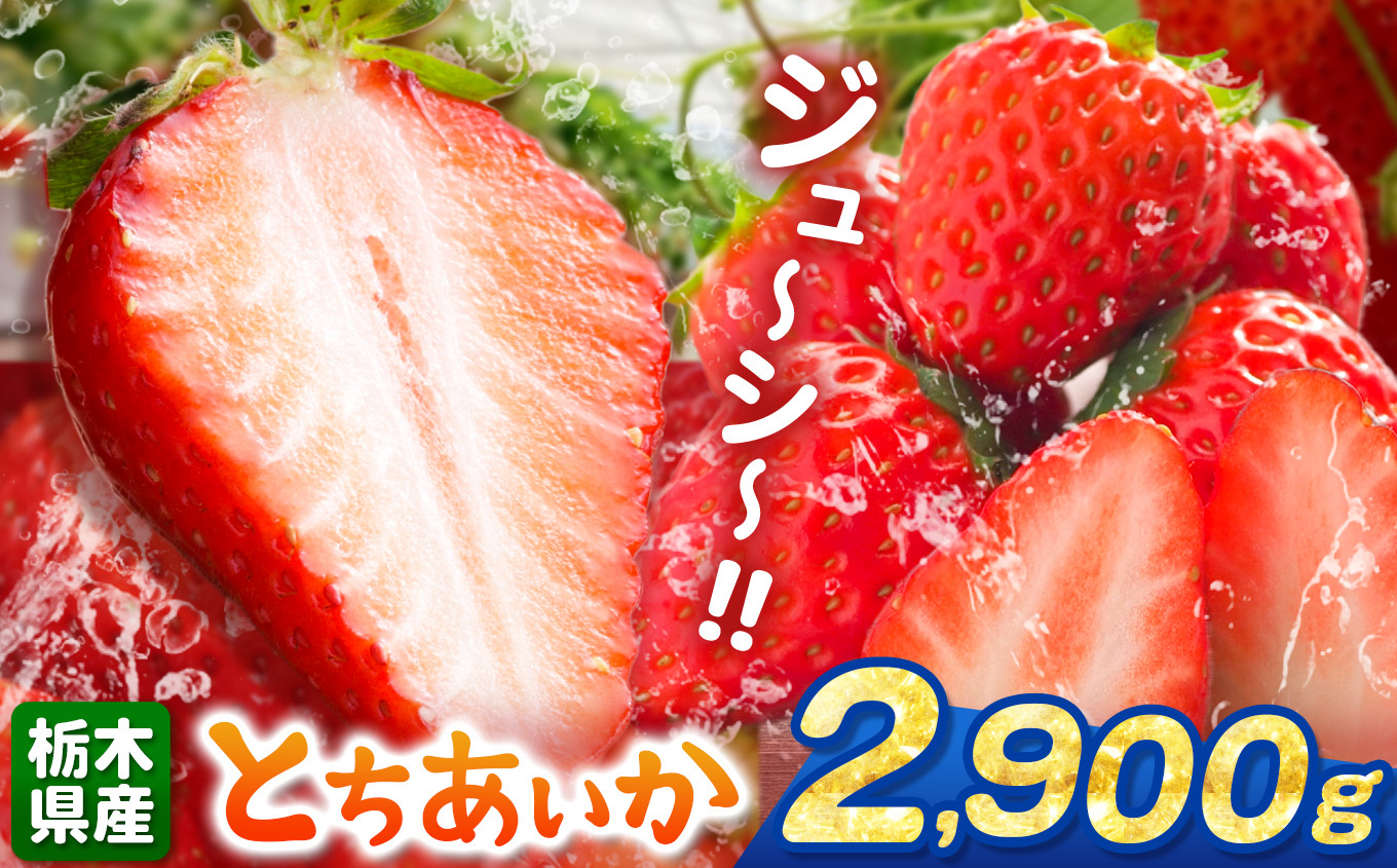 
            とちあいか 2900g | 果物 くだもの フルーツ 野菜 やさい ヤサイ 苺 イチゴ いちご とちあいか 新鮮 甘い 数量 限定 美味しい 果物 共通返礼品 フルーツ デザート 栃木県 那珂川町 送料無料
          