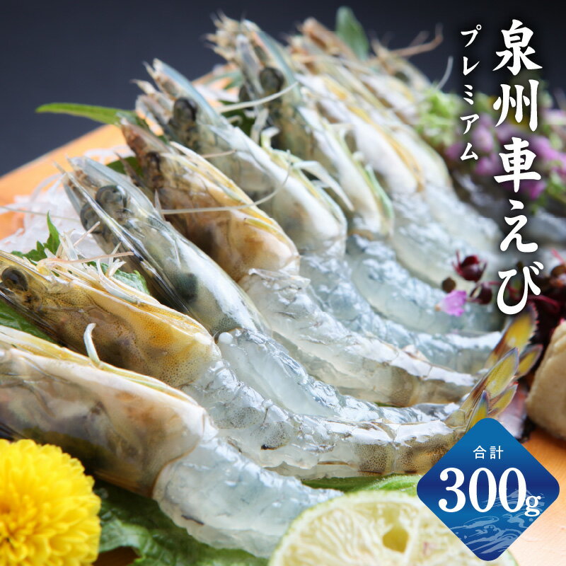【ふるさと納税】泉州車えび 300g 生食可 先行予約 生 車えび エビ 活車海老 プリプリ 鮮度抜群 養殖 お造り 生食 刺身 お刺身 生海老 エビフライ 冷凍 瞬間冷凍 魚介類 お取り寄せ お取り寄せグルメ 泉佐野市 送料無料