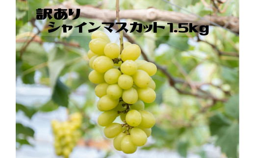 【2026年発送★先行予約】【ご家庭用に】笛吹市産『訳ありシャインマスカット』1.5kg 167-013-26y