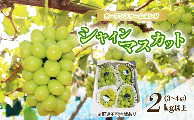 【2025年先行予約】 【ご家庭用】ぶどう 岡山県産 シャインマスカット 2kg以上(3～4房)《2025年9月上旬-下旬頃出荷》 葡萄 ブドウ 岡山県産 フルーツ 果物 数量限定 期間限定  里庄町 ブドウ