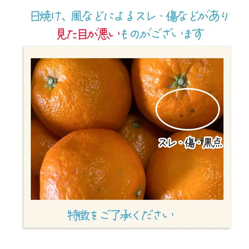 【2027年1月上旬頃から順次発送】伊予柑 いよかん 約5~10kg 家庭用 【TNN011】