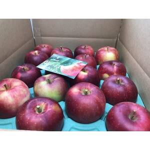 青森りんご　恋空(こいぞら)　家庭用　約5kg　お盆の頃に収穫　真夏の本格派りんご　約18個入り【配送不可地域：離島】【1648322】