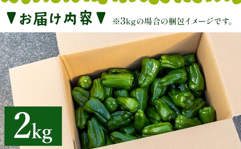 高知県香南市産採れたてピーマン2kg - 野菜 やさい 新鮮 国産 肉厚 炒め物 肉詰め 料理 高知県 香南市 冷蔵 im-0003