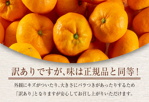 訳あり 数量限定 温州みかん 計5kg以上 ネイバーフッド 傷み補償分付き 期間限定 フルーツ 果物 くだもの ミカン 柑橘 オレンジ 人気 国産 食品 デザート おやつ おすすめ 産地直送 ご家庭用