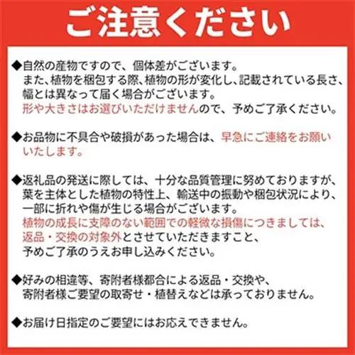 観葉植物 ベンガレンシス7号サイズ1鉢【1768170】
