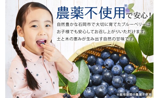 冷凍 ブルーベリー  普通1kg ダチョウ王国産 ( 1kg 1パック ) 完熟 1キロ 果物 フルーツ 国産 産地直送 農家直送 産直 くだもの スムージー ジャム ヨーグルト デザート 茨城 茨城