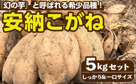 n331 ＜先行予約受付中！2025年10月下旬頃より順次発送予定＞種子島産 安納こがね(5kgセット) 国産 安納芋 黄金本場 種子島 芋 イモ いも さつまいも さつま芋 安納いも 野菜 【なかたね農産】