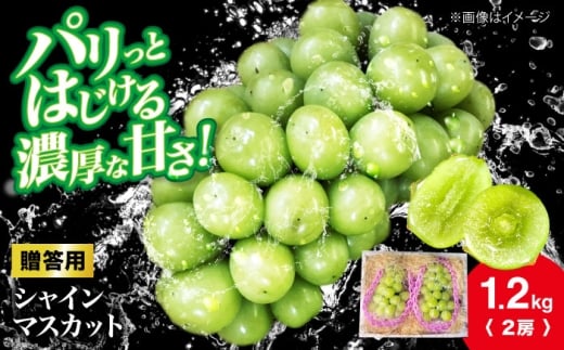 【先行予約】【10月上旬から順次発送】贈答用 シャインマスカット 約1.2kg（2房） ぶどう ブドウ 葡萄 シャイン マスカット 三次市 / 辰巳農園 [APCR003]