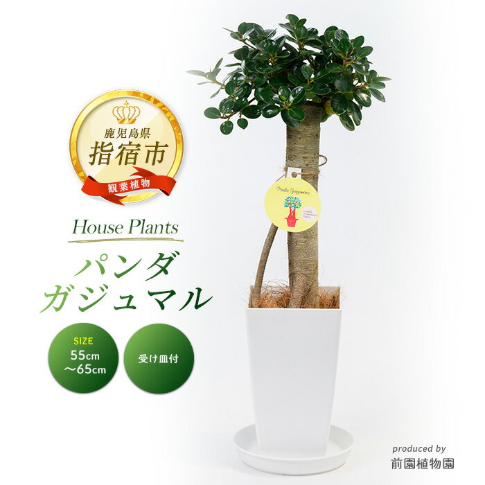 【ふるさと納税】パンダガジュマル(高さ：55cm〜65cm) ※北海道・沖縄・離島配送不可※ ガジュマル 観葉植物 鉢 おしゃれ インテリア グリーン【前園植物園】