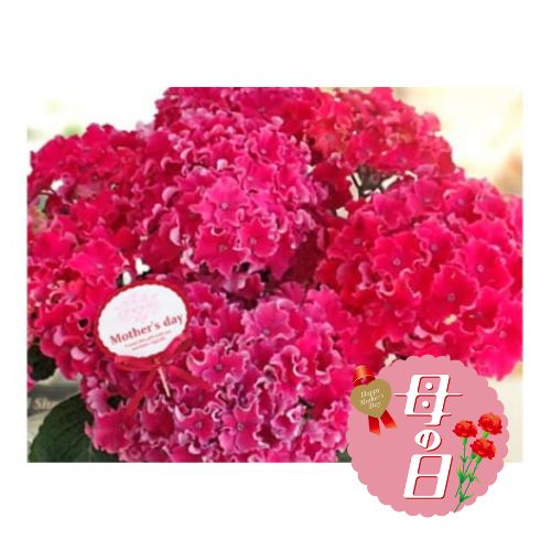 【ふるさと納税】 【先行予約】 母の日に！ アジサイ 鉢植え カーリースパークル ピンク 5号 母の日 2026年5月から順次発送 オンライン決済限定 静岡県 藤枝市