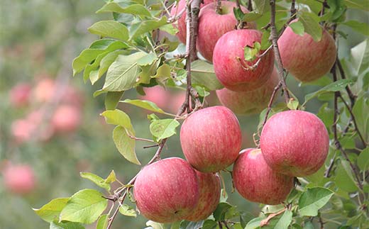 《2026年発送先行予約》山形県産 葉取らず完熟サンふじりんご 秀 約2kg 林檎 リンゴ フルーツ 果物 くだもの 山形県 中山町 F4A-1007