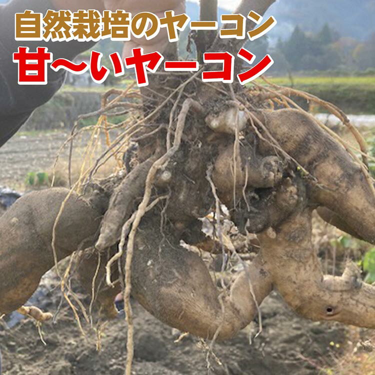 【ふるさと納税】＼選べる内容量／【期間限定】自然栽培の甘～いヤーコン 6kg 12kg 京都 亀岡産 かたもとオーガニックファームよりお届け《野菜 産地直送 国産 健康 食品 ダイエット 芋》※離島への配送不可 ※2025年11月上旬～2026年1月下旬頃に順次発送予定