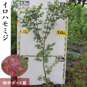 ＜すだ農園＞大苗◇モミジ（紅葉）イロハモミジ 苗木