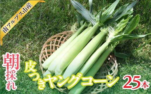 ＜2026年発送先行予約＞南アルプス市産　朝採れ　皮つきヤングコーン25本　ALPAJ062