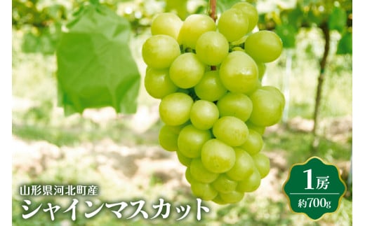 【令和7年産】シャインマスカット 700g（1房） 山形県河北町産【JAさがえ西村山】