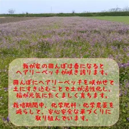 【熊本地震復興応援】熊本県益城町産 単一原料米 令和7年産「ヒノヒカリ」5kg(5kg×1袋)【1728569】