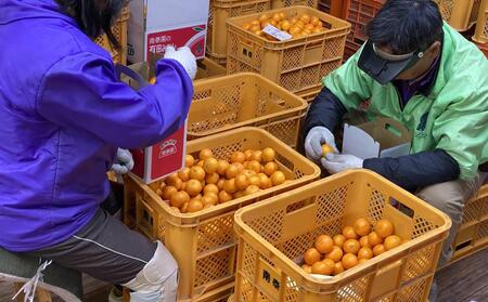 年内発送 完熟早生 有田みかん 化粧小箱 特秀 S サイズ 24玉または28玉入 和歌山 南泰園 みかん