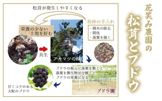 【2027年先行予約】花笑み農園　岡山の訳あり『松茸』200g 【hana023-03】