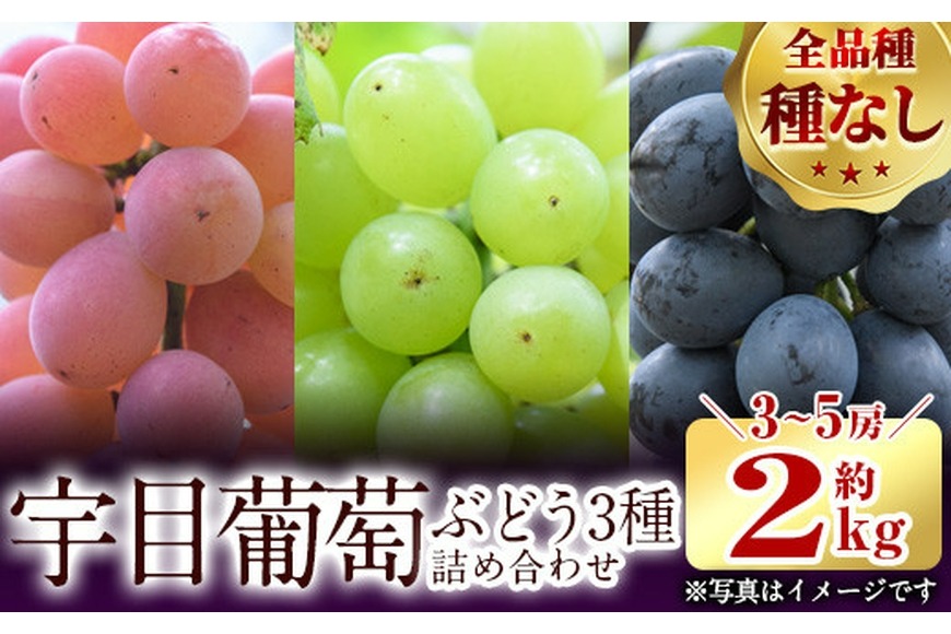 ＜先行予約受付中！2025年9月以降順次発送予定＞宇目葡萄 3種詰め合わせ(合計2kg・3-5房) 特産品 国産 ピオーネ 安芸クイーン ハニービーナス ぶどう 大分県 佐伯市【AY71】【公益財団法人さいき農林公社】