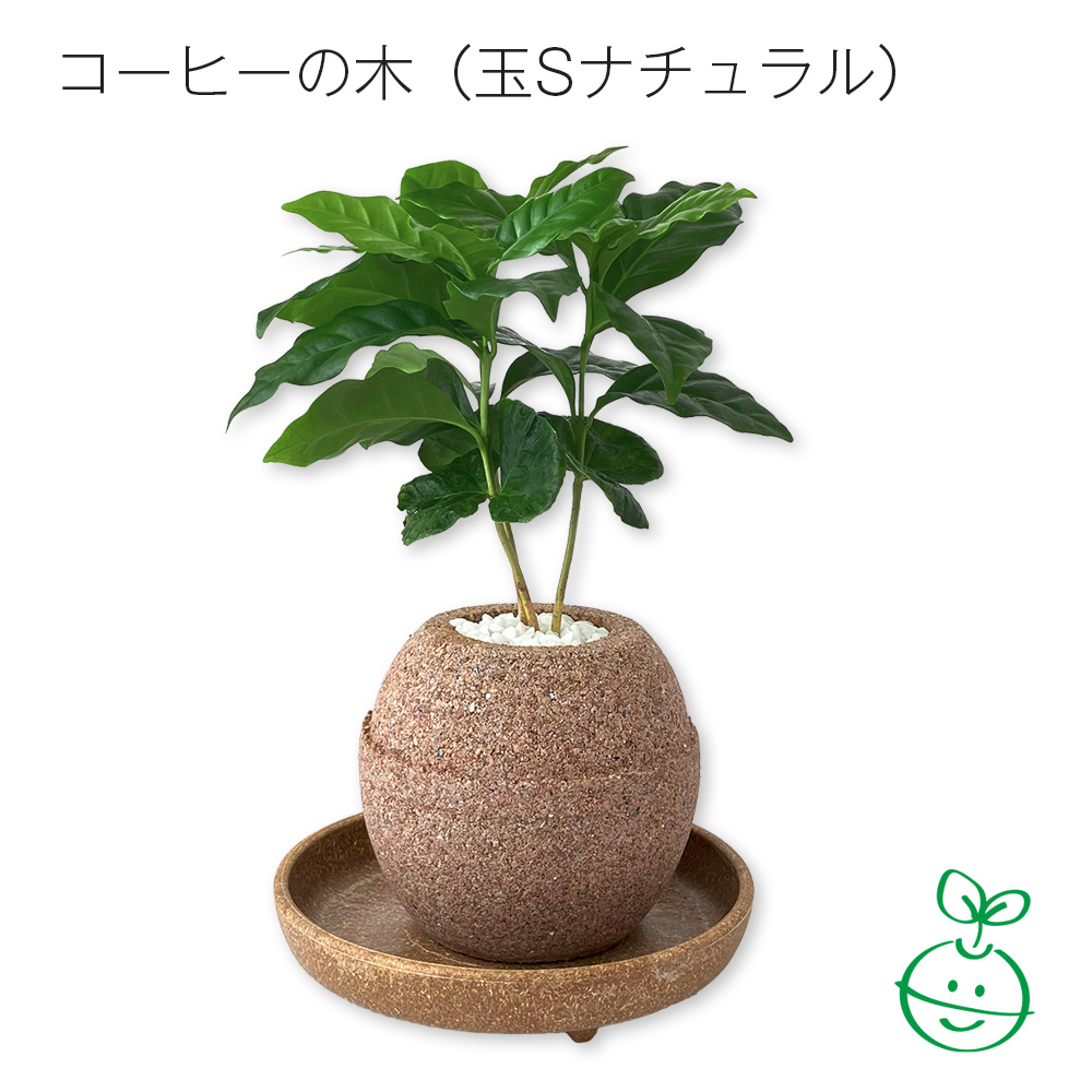 アクアプラントポット®　玉Ｓ 植木鉢コーヒーの木（1649）