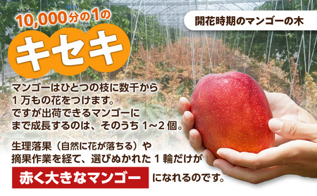 【 2026年 先行予約 】 えみちゃん農園 の プレミアム 完熟 マンゴー 1キロ （ 大玉 2個入り ） C008-005 果物 フルーツ
