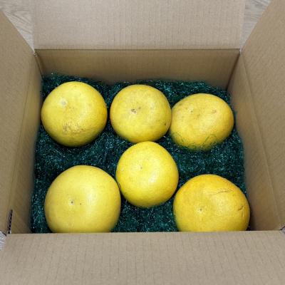 ふるさと納税 いの町 土佐文旦　家庭用3kg(池上果樹園) |  | 01