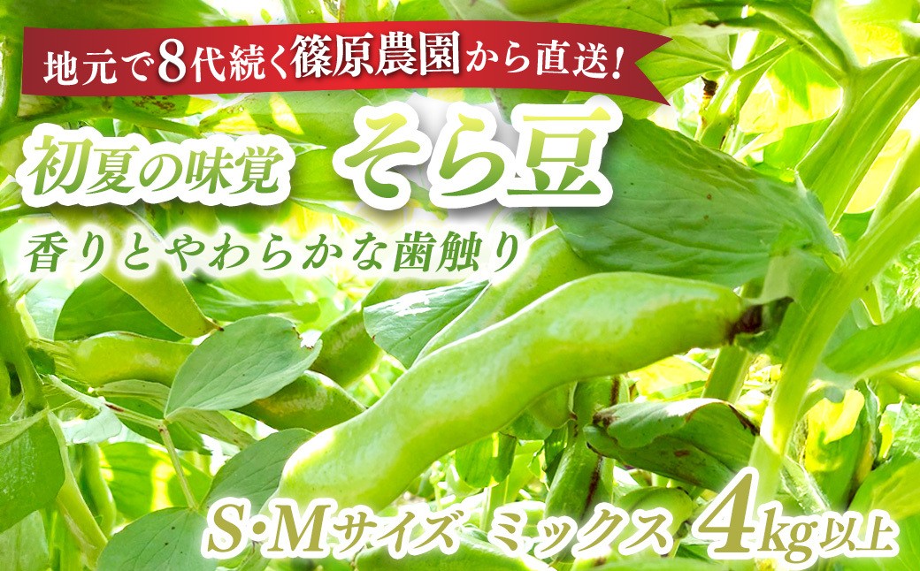 
            【先行予約】【5月中旬～下旬発送】地元で8代続く農家から直送! 香りとやわらかな歯触りがおいしい初夏の味覚! 篠原農園のそら豆 S,Mサイズミックス 4kg以上／篠原農園 採りたて そら豆 ソラマメ ポタージュ 天ぷら 農家直送 千葉県 千葉県山武市 SMBV003
          