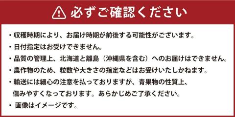 【2024年1月より順次発送開始】 福岡県産 あまおう 2パック 合計500g以上 いちご 苺