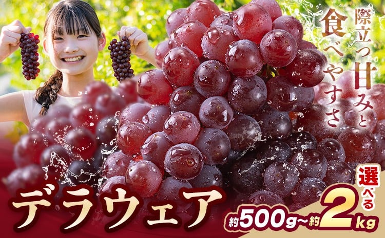 
                  【先行予約】デラウェア ぶどう 選べる 約500g 約1kg 約2kg フルーツ 果物《6月中旬-7月上旬頃出荷》和歌山県 岩出市 送料無料 一大産地 青果 お取り寄せフルーツ
                