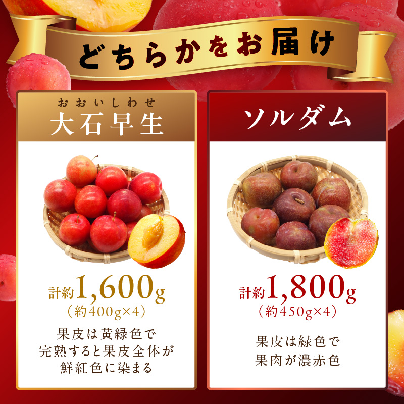 【先行予約】伊万里のすもも「大石早生・ソルダム」 B728
