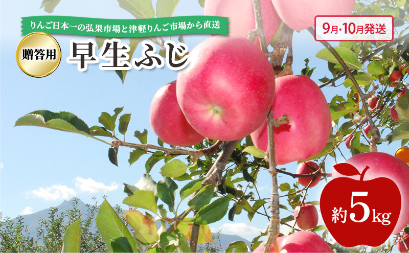 【 9月・10月発送 】 贈答用 早生ふじ 約 5kg 【 青森県鶴田町産 りんご 青森りんご 】果物類 フルーツ 林檎 リンゴ 鶴田町 青森県 おやつ デザート