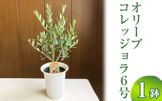 
                  オリーブ コレッジョラ6号 ※離島への配送不可 | 観葉植物 植物 グリーン オリーブの木 コラッジョラ 室内 苗 鉢植え シンボルツリー ギフト 贈答 贈り物 プレゼント お中元 お歳暮 直送 農家直送 茨城県 古河市 送料無料 _BZ08
                