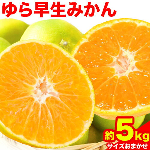 【ふるさと納税】【極早生みかんの逸品】紀州和歌山県産ゆら早生みかん 約5kg 日高町厳選館 《10月中旬-11月中旬頃出荷》 和歌山県 日高町 みかん 柑橘 早生