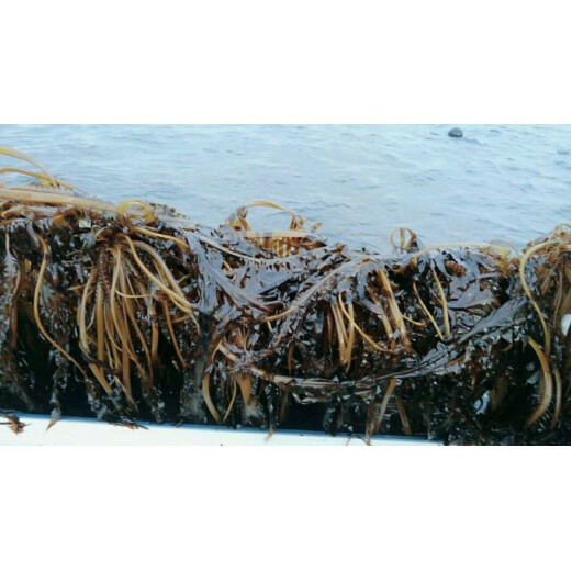鳴門市里浦産乾燥糸わかめ　120ｇ_イメージ4