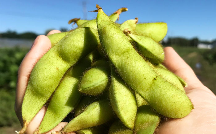 【2回定期便】 バランス農法 枝豆 計4kg (ユキホマレ/大粒ユキホマレ) | えだまめ ユキホマレ 食べ比べ 産地直送 北海道 | あぐりこ園 [BOAA004]