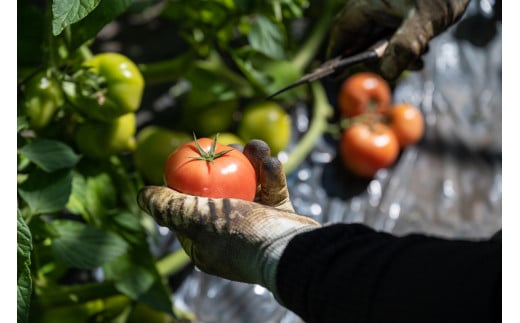 トマト きゅうりセット 計約2kg | とまと キュウリ tomato 胡瓜 国産 野菜 野菜セット 旬の野菜 野菜詰め合わせ 詰め合わせ つめあわせ 旬 季節限定 産直 産地直送 新鮮 採れたて 獲