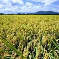 【令和8年産新米】 新潟県産 「従来こしひかり」 無洗米 10kg（5kg×2袋） 阿賀野市産 中島農場 精米 新潟県 米 こめ コメ お米 ごはん ご飯 農家直送 色彩選別済 新米 令和8年産  3