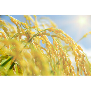 令和7年北海道産 きらら397 10kg（5kg×2袋）【旭川市産】_05310