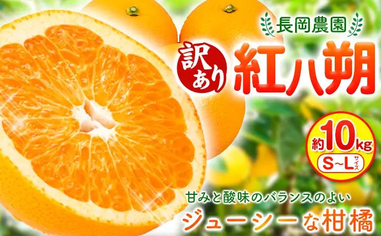 訳あり 紅八朔 約10kg はっさく