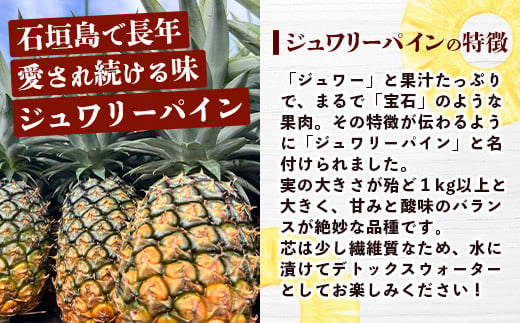 【予約受付】《2026年5月下旬～7月中旬発送》最高糖度18度！？ 完熟の極 石垣島産ジュワリーパイン 【 沖縄県 石垣市 石垣島 完熟 パイン パイナップル ジュワリー 予約受付 】TF-16-1_