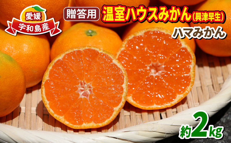 
温室みかん 興津 早生 贈答用 2kg 7月から発送 先行予約 ハマみかん S~Mサイズ 温州みかん みかん 興津早生 早生温州 ハウス栽培 ハウスみかん ハウス蜜柑 果物 フルーツ 柑橘 蜜柑 愛媛蜜柑 愛媛みかん 農家直送 産地直送 数量限定 国産 愛媛 宇和島 B024-075008
