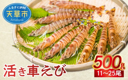 【鮮度抜群】厳選・幸福堂の活き車えび(500g)〈先行予約〉※全国_S005-001