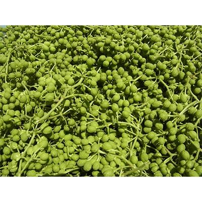 ふるさと納税 紀美野町 冷凍生実山椒500g(250g×2袋) |  | 02