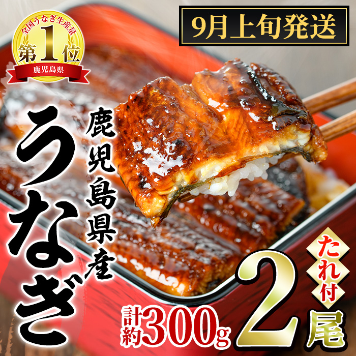 【0124326a-2509】＜9月上旬発送予定＞東串良町のうなぎ蒲焼(無頭)(2尾・計約300g・タレ、山椒付) うなぎ 高級 ウナギ 鰻 国産 蒲焼 蒲焼き たれ 鹿児島 ふるさと 人気【アクアおおすみ】
