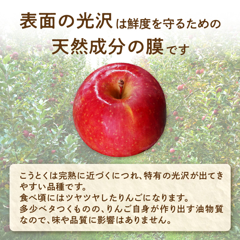  《先行受付》特選こうとくりんご約2.5kg 【2026年11月中旬頃～発送予定】【大江町産・山形りんご・大地農産・11月・12月】