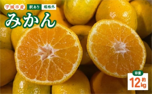先行予約 訳あり みかん 12kg 規格外 サイズ不選別 果物 くだもの フルーツ ミカン オレンジ 柑橘 訳アリ 【2025年10月下旬〜2026年1月下旬発送予定】